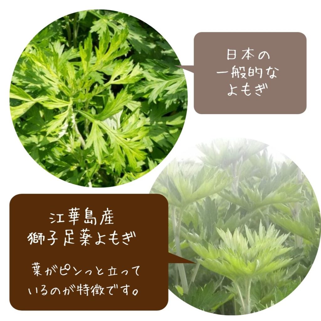 江華島産 3年熟成 獅子足 薬よもぎ
